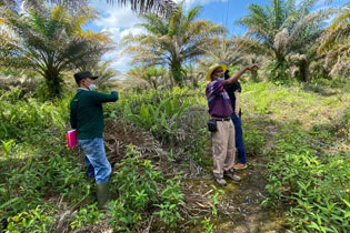 eKomoditi Implementasikan IoT dan AI di Pabrik Kelapa Sawit eKomoditi Implementasikan IoT dan AI di Pabrik Kelapa Sawit