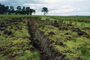 Inovasi Teknologi Optimalkan Produksi Sawit di Lahan Gambut