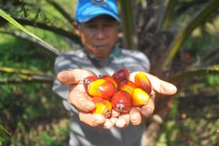 Industri Minyak Nabati Dukung Penerapan Tarif Pungutan Ekspor Sawit Industri Minyak Nabati Dukung Penerapan Tarif Pungutan Ekspor Sawit